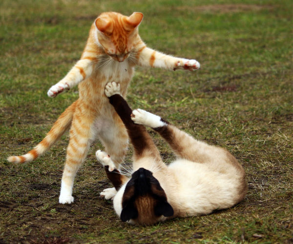 About Us cat cats