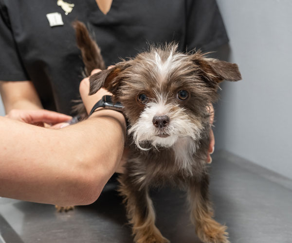 dog check up