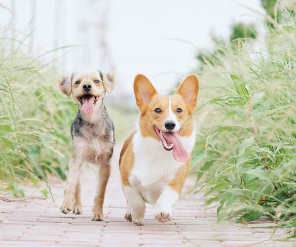 two joyful dogs