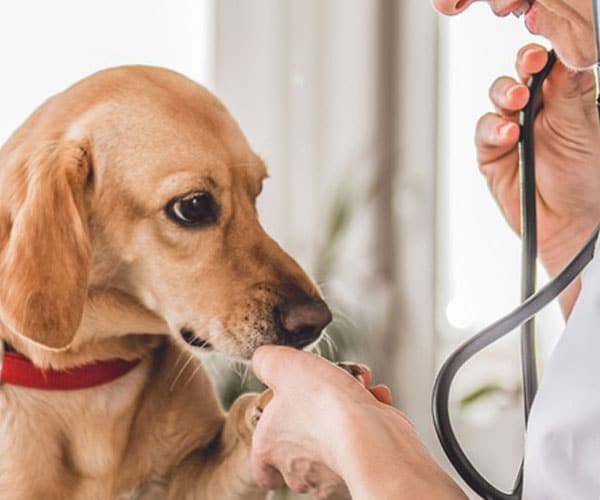 A-dog-one-hand-on-vet-hand