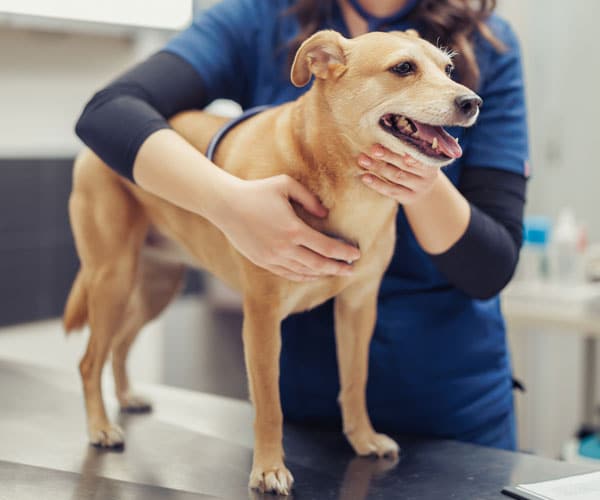 happy dog at the vet clinic