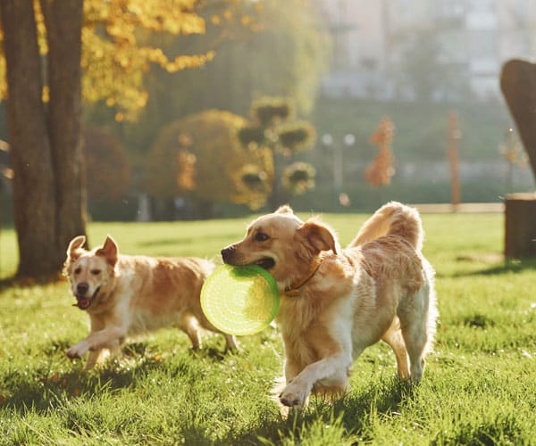 two-beautiful-golden-retriever